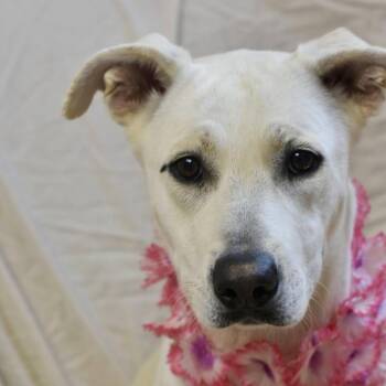Shepherd Dogs Available for Adoption in Bowling Green, Ohio - PHOEBE | PetCurious