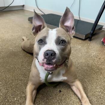 Tiki -  Mixed Breed Dog for Adoption in Skokie, Illinois - Tiki | PetCurious