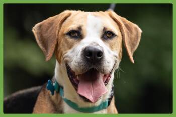Viktor -  Coonhound and Foxhound Dog for Adoption in Amherst, Massachusetts - Viktor | PetCurious