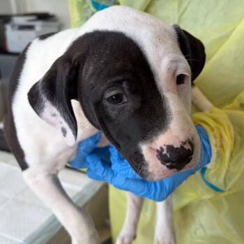Tora -  Pit Bull Terrier and Mixed Breed Dog for Adoption in Nashville, Tennessee - Tora | PetCurious