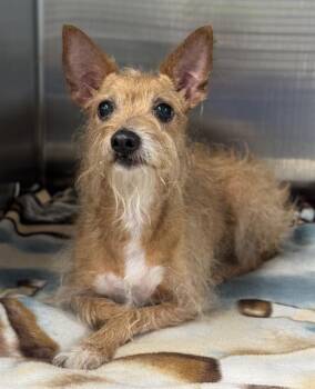 Rescue Chihuahua Dogs for Adoption in Fort Lauderdale, Florida - LOLA | PetCurious