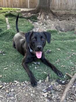 Rescue Labrador Retriever and Mixed Breed Dogs for Adoption in Orland Park, Illinois - Oakley | PetCurious