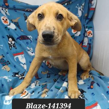 Blaze -  German Shepherd Dog and Catahoula Leopard Dog Dog for Adoption in New Tazewell, Tennessee - Blaze | PetCurious