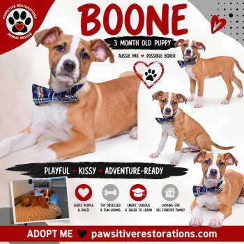 BOONE -  Boxer and Australian Shepherd Dog for Adoption in Foxfield, Colorado - BOONE | PetCurious