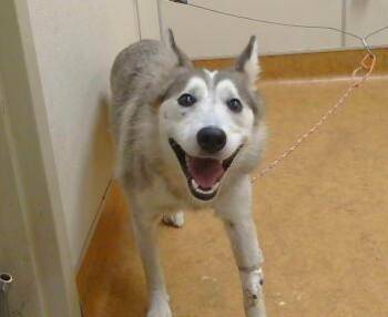 LILO -  Siberian Husky Dog for Adoption in Sacramento, California - LILO | PetCurious