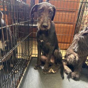 Maple -  Mixed Breed Dog for Adoption in Hohenwald, Tennessee - Maple | PetCurious
