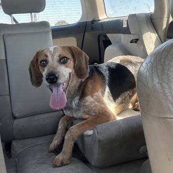 Rescue Coonhound Dogs for Adoption in New Orleans, Louisiana - Vespoli | PetCurious