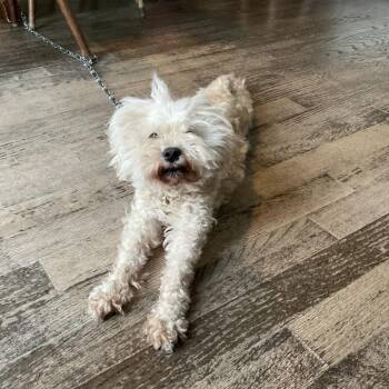 Maltese Dogs Available for Adoption in South Elgin, Illinois - Frappe - Home To Home | PetCurious