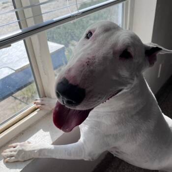 Rainbow -  Bull Terrier Dog for Adoption in Fallon, Nevada - Rainbow | PetCurious