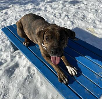 Boxer and Hound Dogs Available for Adoption in Evansville, Indiana - Chi Chi | PetCurious