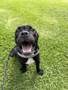 DIESEL -  Mastiff and Pit Bull Terrier Dog for Adoption in Sugar Land, Texas - DIESEL | PetCurious
