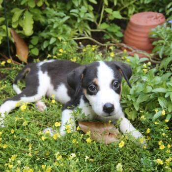 Muffin -  Mixed Breed Dog for Adoption in Buffalo, Minnesota - Muffin | PetCurious