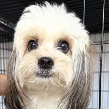Scooby -  Yorkshire Terrier and Shih Tzu Dog for Adoption - Scooby | PetCurious