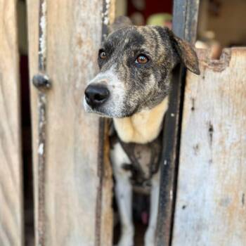 Mixed Breed Dogs Available for Adoption - Ari | PetCurious