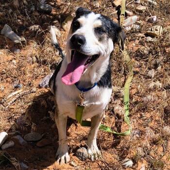 Felix -  Husky and Mixed Breed Dog Available for Adoption in Kanab, Utah - Felix | PetCurious