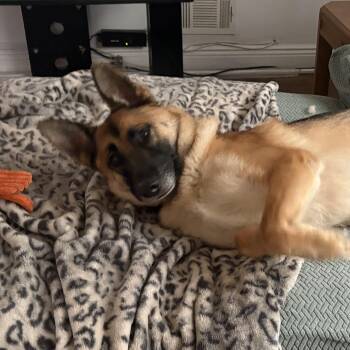 DUTCHESS- COURTESY POST -  German Shepherd Dog Dog for Adoption - DUTCHESS- COURTESY POST | PetCurious