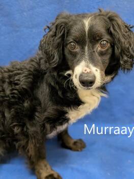 Spaniel Dogs Available for Adoption - Murraay | PetCurious