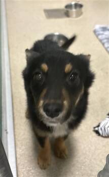 Mixed Breed Dogs Available for Adoption in Newton, North Carolina - CRANBERRY | PetCurious