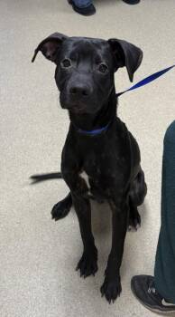 Labrador Retriever and Mixed Breed Dogs Available for Adoption - Shooter | PetCurious