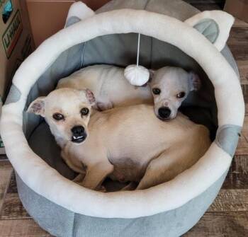 Rescue Pug Dogs for Adoption in New River, Arizona - Leia And Lucie | PetCurious
