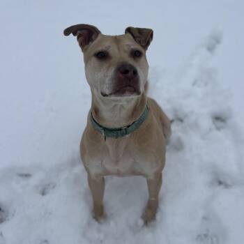 Terrier Dogs Available for Adoption - Scarlett | PetCurious