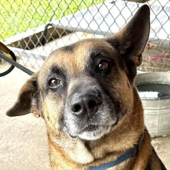 Rescue German Shepherd Dog and Mountain Cur Dogs for Adoption in Sequatchie, Tennessee - Hank | PetCurious