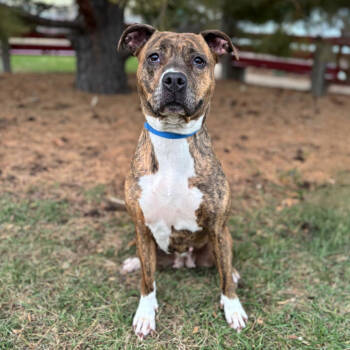 Rescue Pit Bull Terrier and Mixed Breed Dogs for Adoption in Fargo, North Dakota - Panini | PetCurious