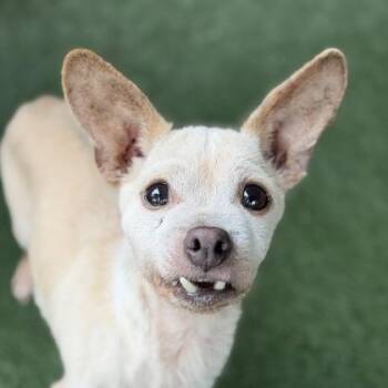 Chihuahua Dogs Available for Adoption in Sacramento, California - Grandpa Twill  | PetCurious