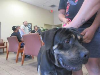 Mastiff Dogs Available for Adoption - HUGO | PetCurious