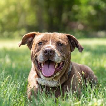 Buddy -  Bulldog and Labrador Retriever Dog for Adoption in San Antonio, Texas - Buddy | PetCurious