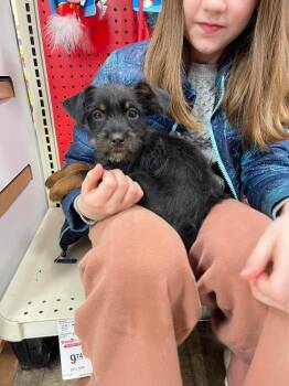 Chihuahua and Miniature Schnauzer Dogs Available for Adoption - Skittles | PetCurious