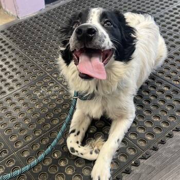 Limbo -  Mixed Breed Dog for Adoption in Mentor, Ohio - Limbo | PetCurious