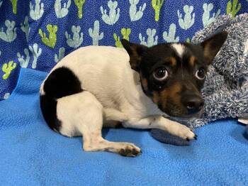 Chihuahua and Mixed Breed Dogs Available for Adoption - GORDO | PetCurious