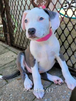 Pit Bull Terrier and Mixed Breed Dogs Available for Adoption - Argentine (Tiny 10 2026) FEMALE | PetCurious