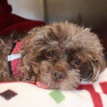 Parker -  Miniature Poodle Dog for Adoption in Briarcliff Manor, New York - Parker | PetCurious