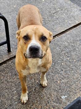 Rescue Pit Bull Terrier and Mixed Breed Dogs for Adoption in Little Rock, Arkansas - Buddy Boop | PetCurious