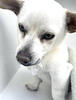 Chihuahua and Mixed Breed Dogs Available for Adoption in Houston, Texas - A654290 | PetCurious