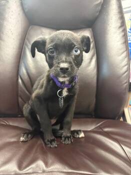 Enochi -  Australian Cattle Dog Blue Heeler Dog for Adoption in Carson City, Nevada - Enochi | PetCurious
