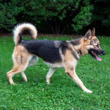 Jaguar -  Mixed Breed Dog Available for Adoption in Chamblee, Georgia - Jaguar | PetCurious