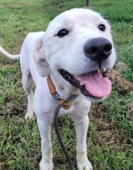 Noah 19 -  Yellow Labrador Retriever Dog for Adoption in Killingworth, Connecticut - Noah 19 | PetCurious