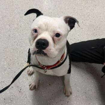 Pit Bull Terrier Dogs Available for Adoption in Indianapolis, Indiana - Hayes | PetCurious