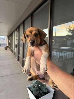 Labrador Retriever Dogs Available for Adoption in Aurora, Colorado - Flamingo | PetCurious
