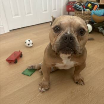 Rescue Mixed Breed Dogs for Adoption - Fiona | PetCurious