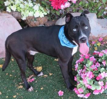 JASPER -  Labrador Retriever and Siberian Husky Dog for Adoption in Oklahoma City, Oklahoma - JASPER | PetCurious