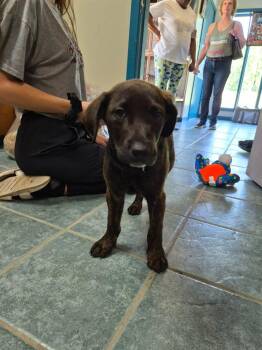 Roscoe -  Labrador Retriever and Pit Bull Terrier Dog for Adoption in Shelby County, Texas - Roscoe | PetCurious
