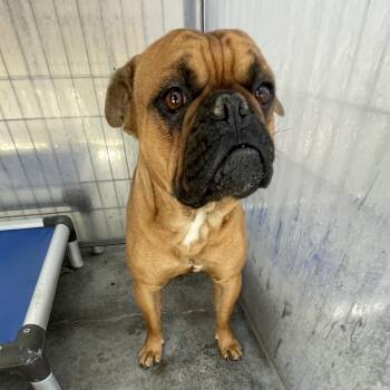 Rescue Boxer and French Bulldog Dogs for Adoption in Victorville, California - Stray #1655 ON HOLD UNTIL 11/05/25 (D19) | PetCurious