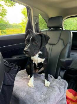 Tapper -  Pit Bull Terrier Dog for Adoption in Bloomington, Indiana - Tapper | PetCurious