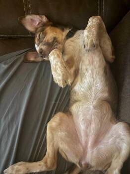 Journey -  Australian Cattle Dog Blue Heeler Dog for Adoption in Millcreek, Utah - Journey | PetCurious