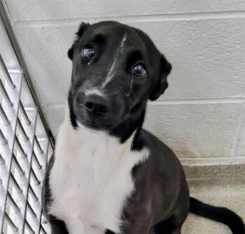 SUNGOLD -  Australian Cattle Dog Blue Heeler and Mixed Breed Dog for Adoption in St. Louis, Missouri - SUNGOLD | PetCurious
