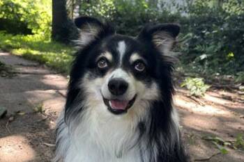 Roadie -  Australian Shepherd Dog for Adoption in Kansas City, Missouri - Roadie | PetCurious